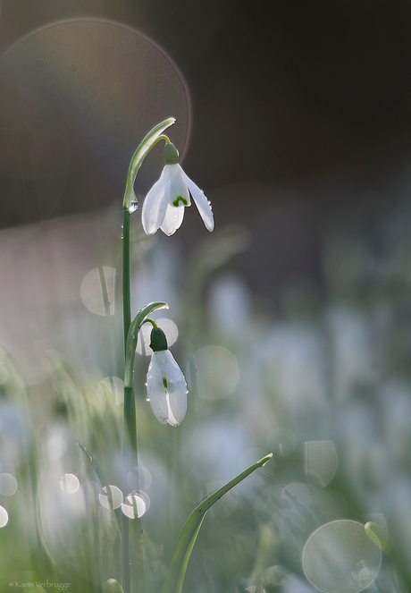 Ochtendlicht