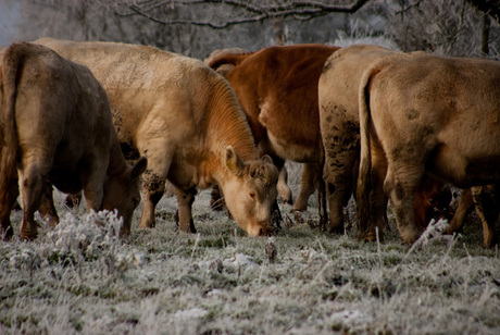 Koeien in het stroomdallandschap Drentse Aa 2