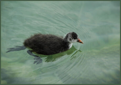 Jonge meerkoet