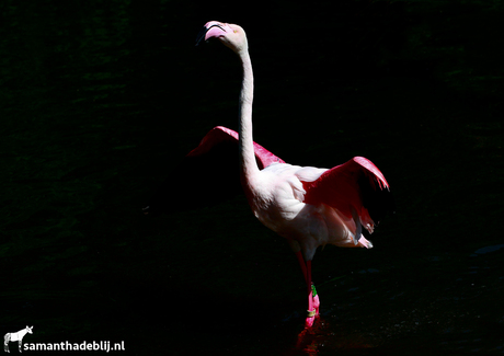 Europese Flamingo