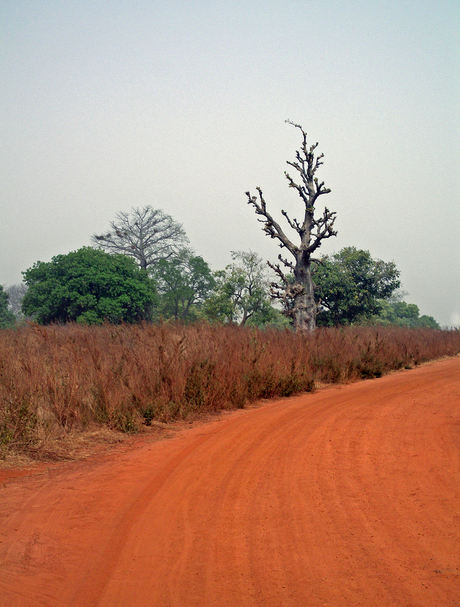 Baobab