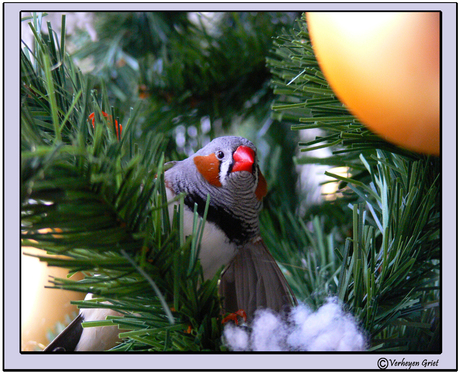 M'n kerst-zebravinkje