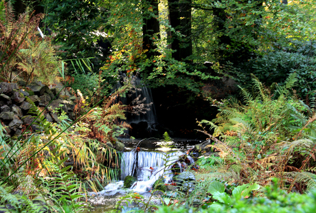 Waterval in bos.