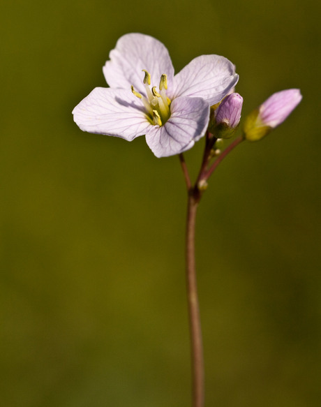 Bloemetje