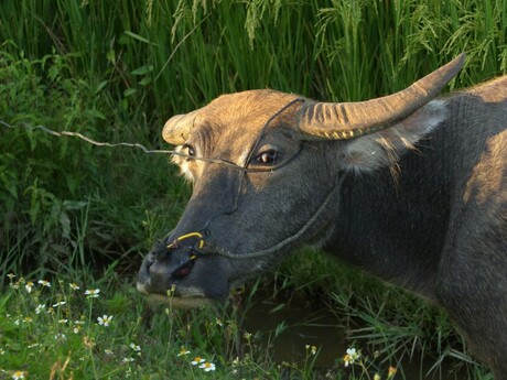 Waterbuffel