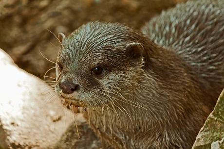 Otter