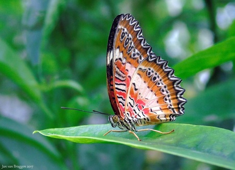 Cethosia Biblis