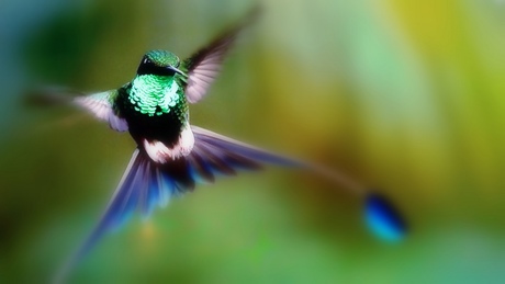 Dansende Kolibri