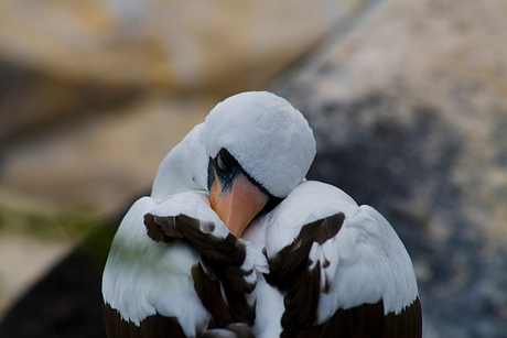 galapagos