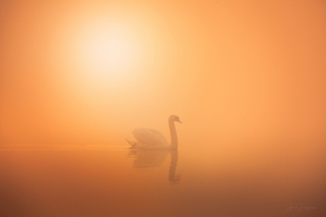 Sunrise over Swan lake