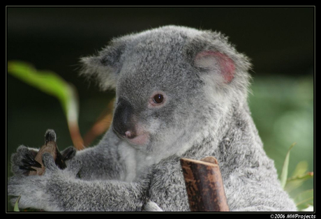 Koala