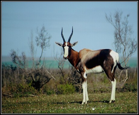 Bontebok