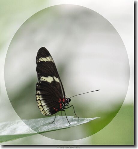 Heliconius