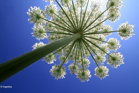 Parasol