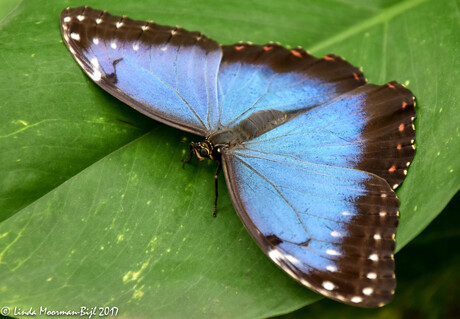 Morpho Peleides