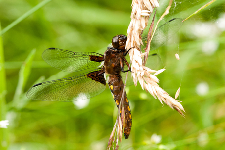 Libelle