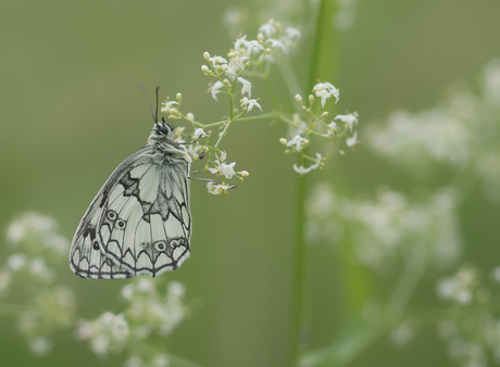 In the fields of nature