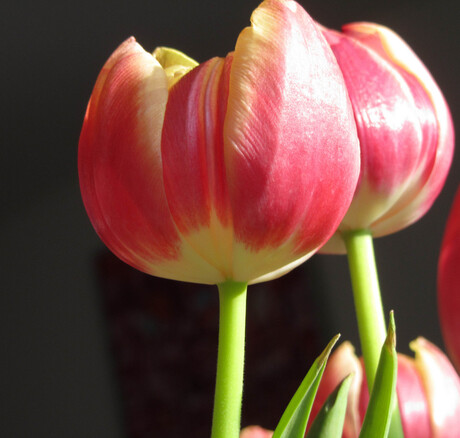 Tulp