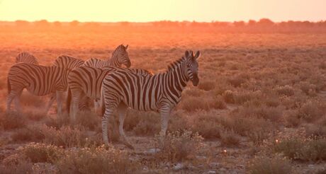 Zebra's bij zonsopgang.