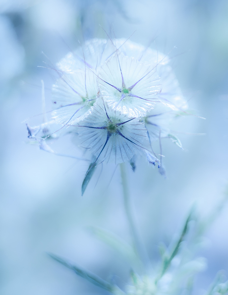 fragile blue