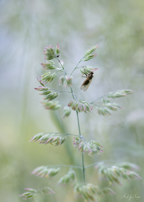 Little Fly...Up High