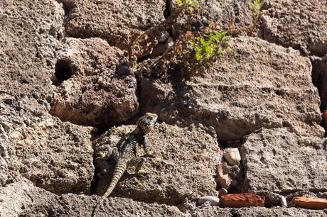 Reptiel in Rhodos oude stad Griekenland
