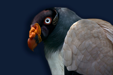 King Vulture