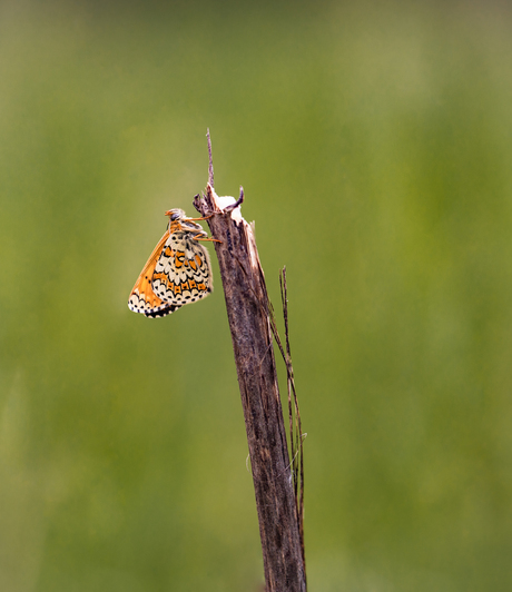 Melitaea cinxia