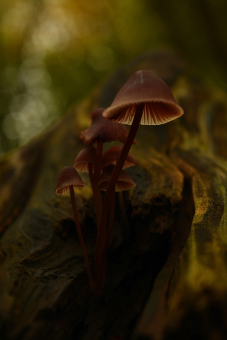 Shine bright little mushroom