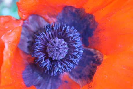 Papaver