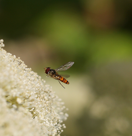 Ready for landing