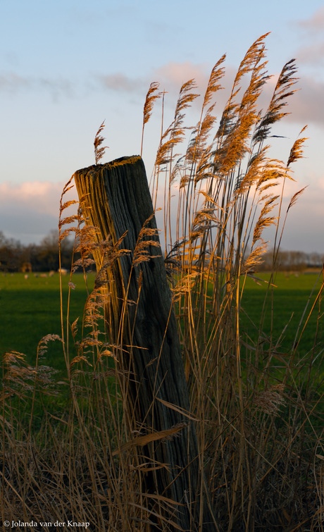 Goudkleurig riet