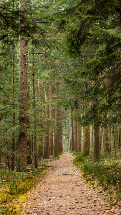 Kroondomein'Het Loo'