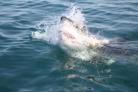 Great white shark