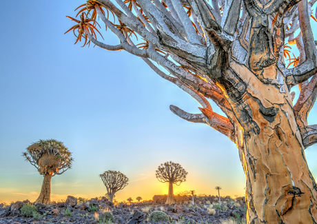 Sunset at Quivertree Forest