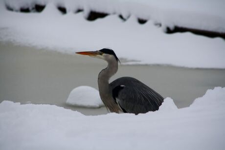 Reiger voor vertrek....