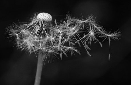 Paardenbloem