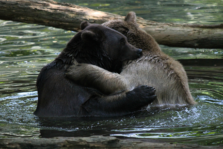 Knuffelende beren
