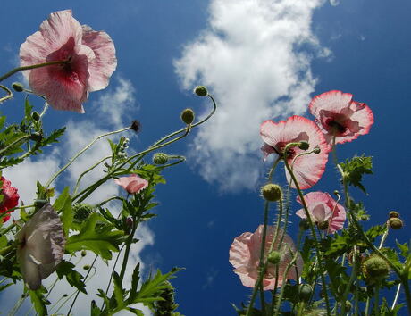 papaver rhoeas (parelmoer)