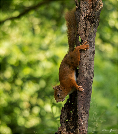 Squirrel......Get down!!!!