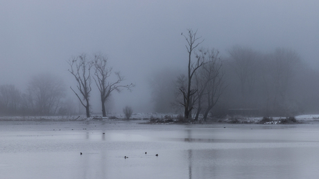 trees in the mist