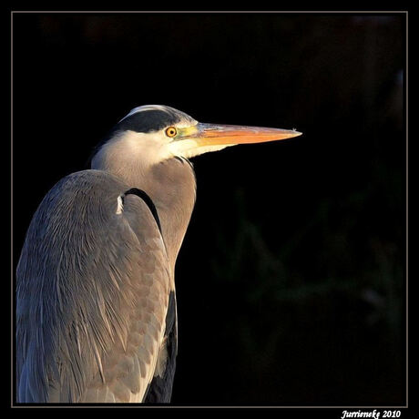 close-up blauwe reiger