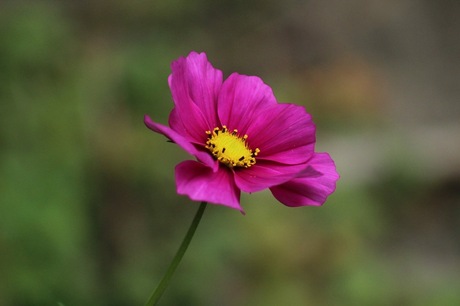 Roze bloem