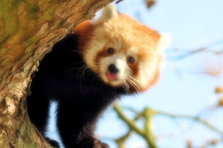 Rode panda beertje