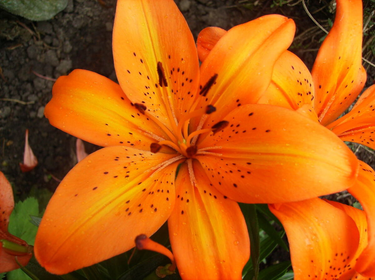 Oranje - foto van xEsmee - Natuur -