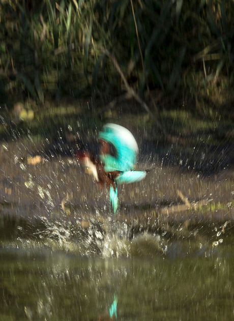 Badderende Kingfisher