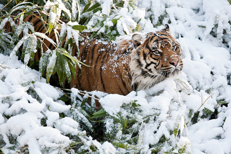 Winter in Burgers' Zoo