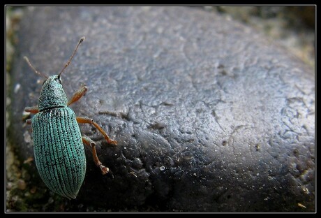 Groen mannetje