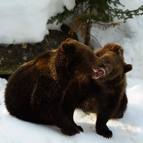 Europese bruine beer Ursus arctos arctos