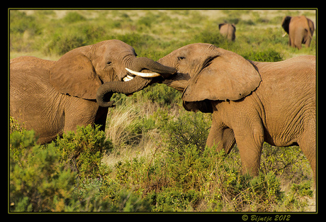 Sparrende jonge olifantenmannetjes